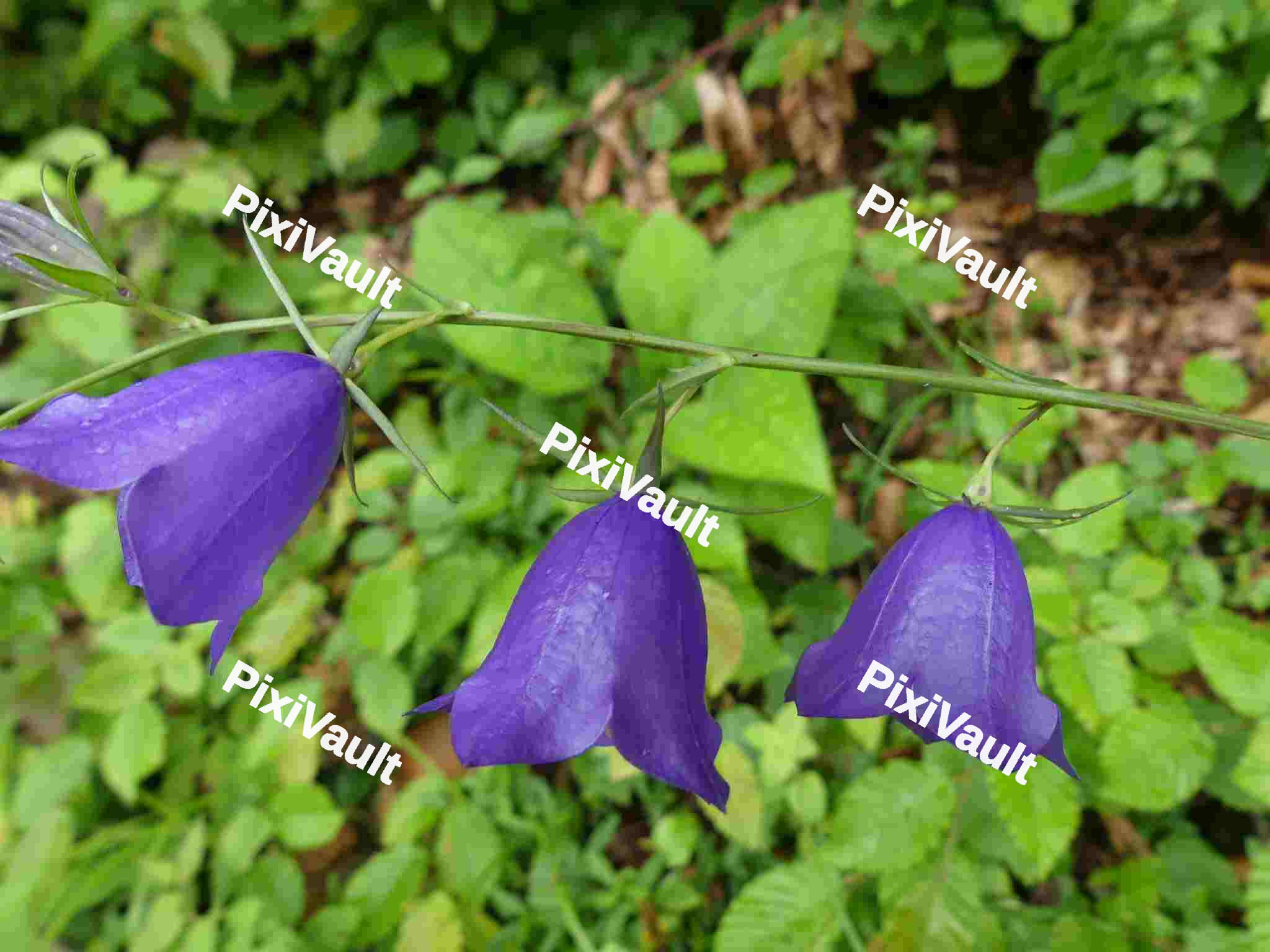 Harebell Flowers